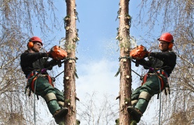 Arborist