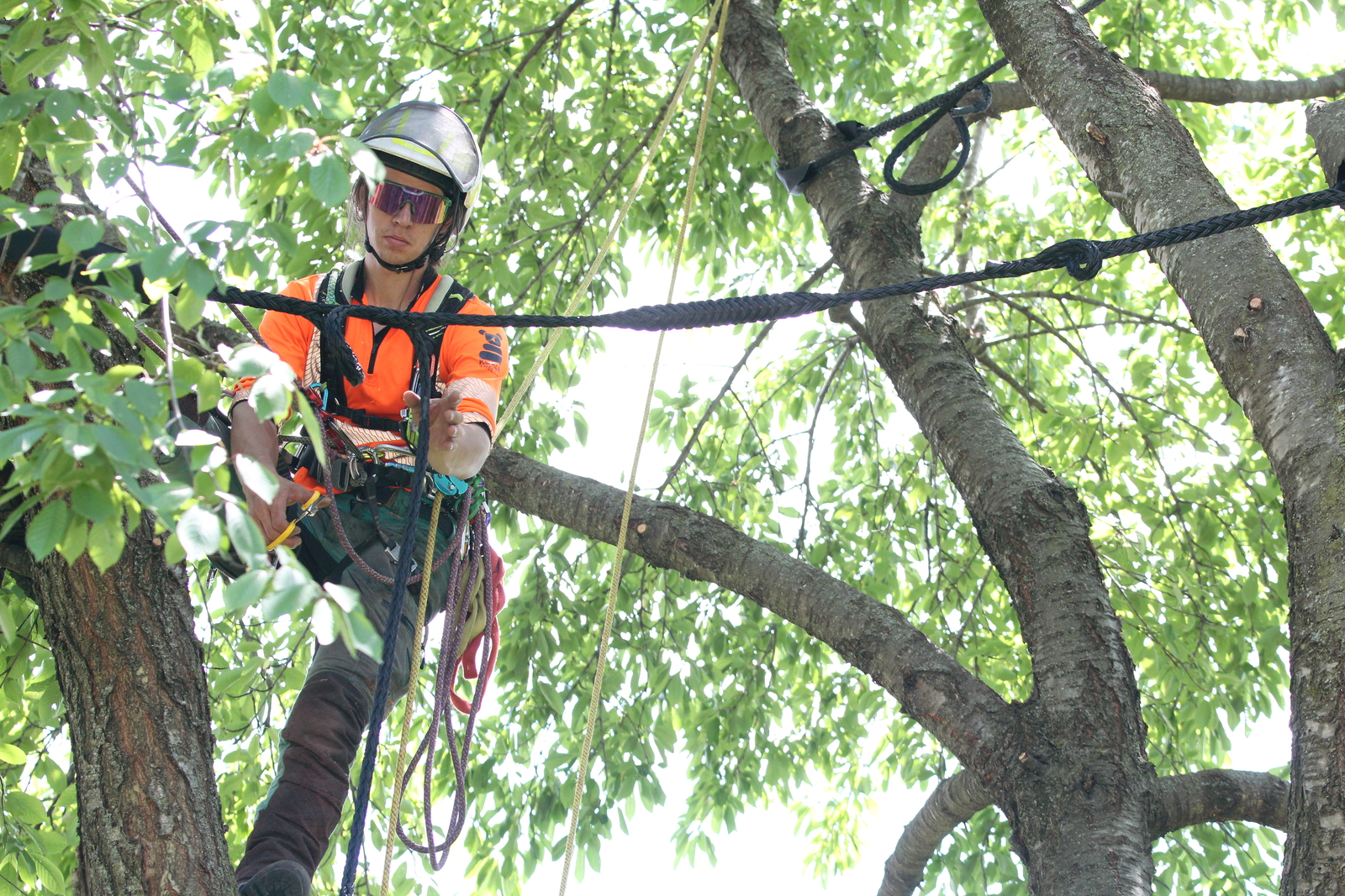 Arborstay 4 ton 5 System Kit